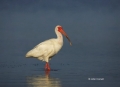 White-Ibis;Ibis;Florida;Southeast-USA;Eudocimus-albus;One;one-animal;avifauna;bi